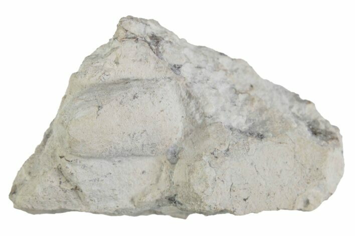 Eocene Fossil Snake Egg - Bouxwiller, France #366881